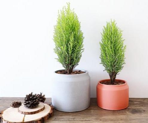 圣诞香松养殖指南：如何养护你的节日绿意？