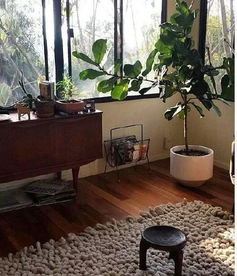 3. 室内绿植篇：净化空气，美化环境