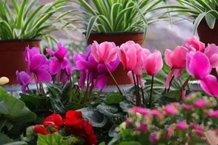 北方冬季室内花卉养护指南