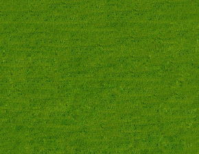 草地种植：哪种植物耐踩踏？实测效果揭秘，省下60%补种费！