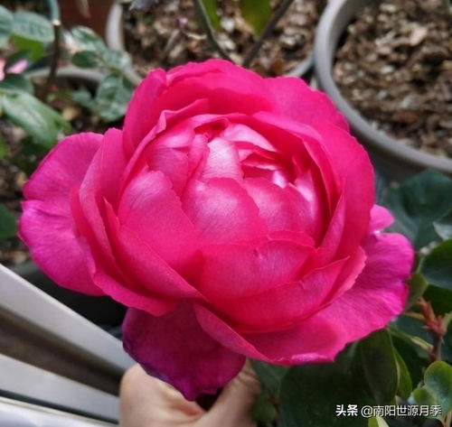 月季花中的瑰宝：瑰粉色的品种大揭秘