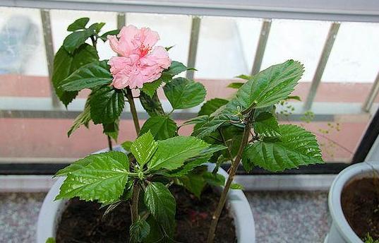 花卉速效肥料如何正确施用？效果真的那么神奇吗