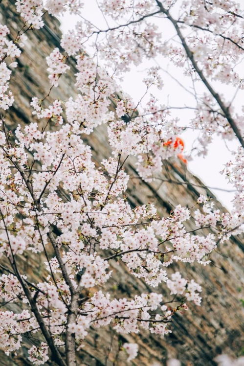 阳光樱：阳光下的精灵