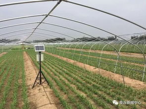 一亩地种什么菜好呢？探讨种植策略