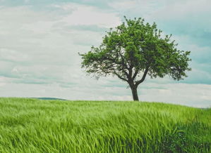 张种树的园子不大， 却层次分明，意趣盎然。