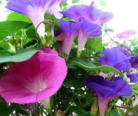 “揭秘牵牛花攀爬奥秘，图解植物生长奇观”