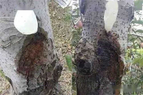 如何给树裹上保温膜，防止冬天冻死