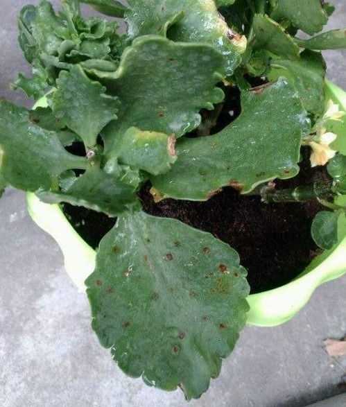 幸福树根有虫子怎么办？如何拯救这棵树的生命