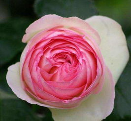 月季界的四大开花机器，养两种就嫩拥有一个花园？这真的吗？