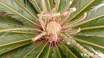 铁树的绿意传奇：穿越时光的绿意史诗