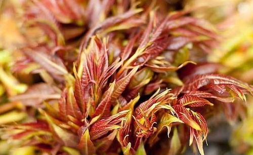 缺铁、 缺钙、缺镁，海棠叶子发黄的原因