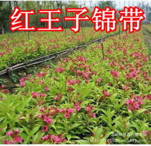 光照调控，让花期梗长