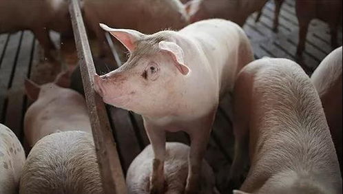 猪场越冬非瘟防控有哪些核心要点需要注意？