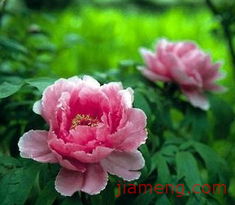 庞贝月季，你了解多少？