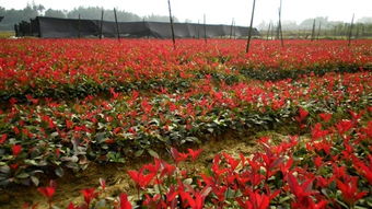 云南花卉品种：丰富多彩