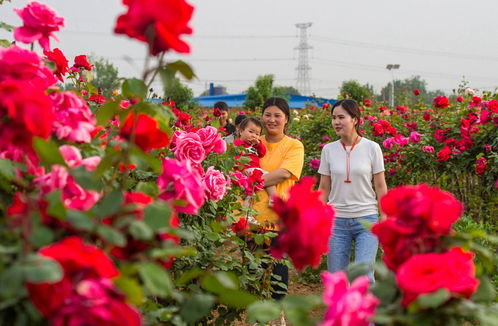 生态宜居，产业兴旺