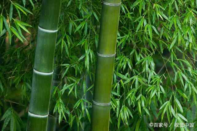 竹子开花之谜：何时绽放？揭秘其生长奥秘！