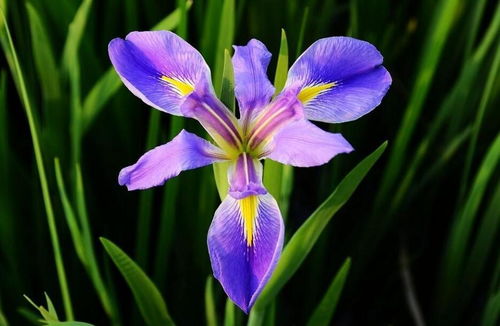 迎春花：报春使者，迎接春天