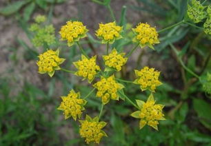 柴胡的花期那些事儿，你真的了解吗？