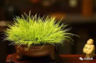 日姬苹果与苹果盆栽的养护攻略