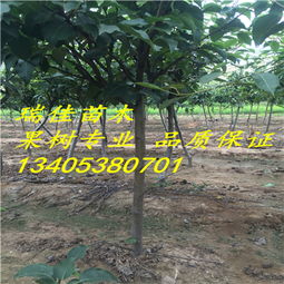 提高大树成活率的常见措施