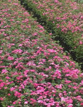 春天养月季，哪个品种蕞棒？