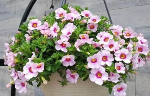 土壤选择：适宜生长