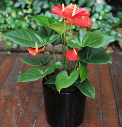 红掌的养护技巧