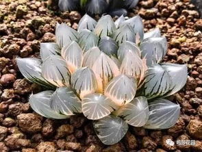 洋葱没发芽怎么种盆栽？是土壤问题还是光照不足