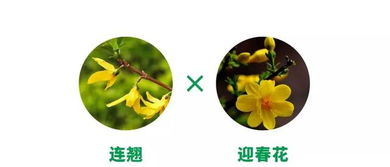 分辨植物的小技巧