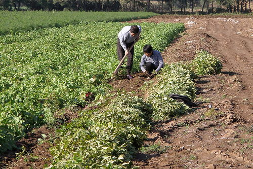 河北农民的“三大金刚”作物大揭秘