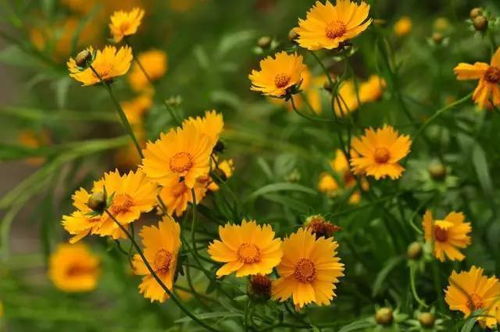 冷藏处理提高发芽率