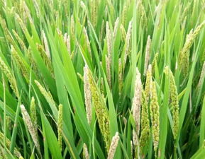 防治药剂的选择