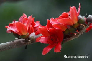 20年树龄的木棉花树值多少钱？揭秘木棉树的经济价值