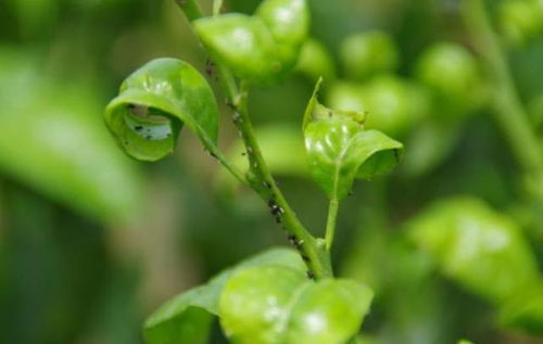 柑橘潜叶蛾：柑橘种植的大敌