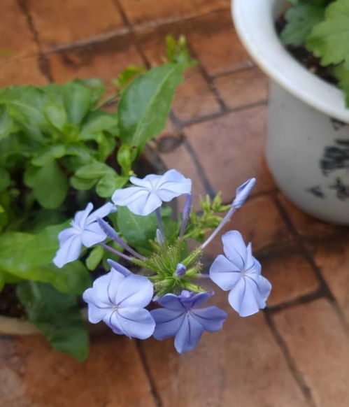 蓝雪花打顶叶子扦插技巧揭秘