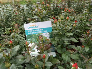 庭院玫瑰花的叶子干尖，是啥原因呢？