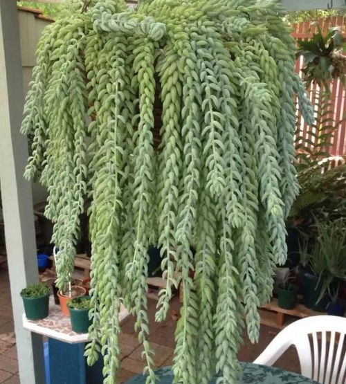 松树叶子变基质， 腐熟是关键