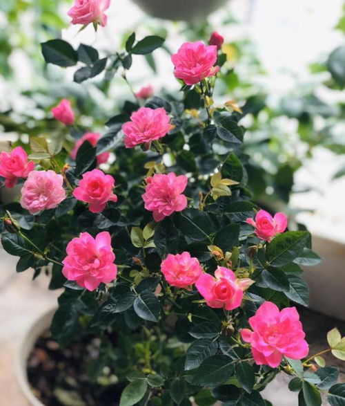 阳光与温度的讲究