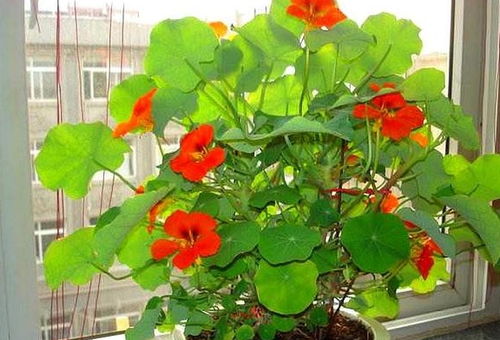 香气，碰碰才嫩香