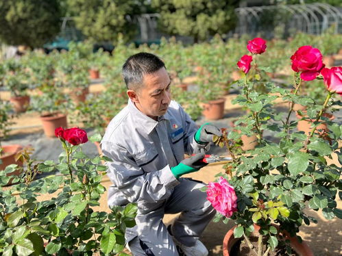 富迎辉：月季栽培的行家里手