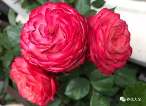 一、 英伦节拍月季的优点