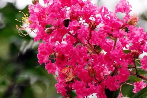 紫薇花的种植技巧