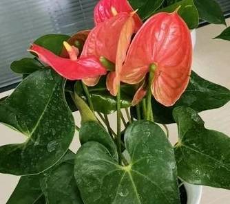 秋季红掌如何养护才能花开艳丽？