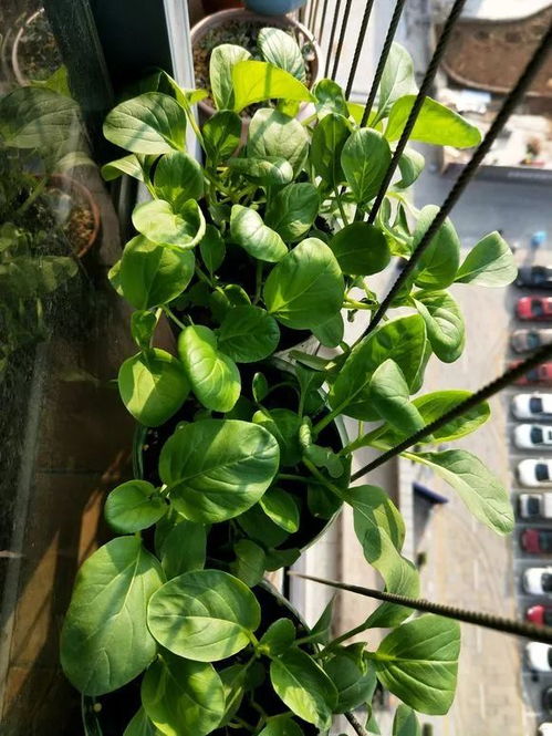 关键点：消毒小秘诀