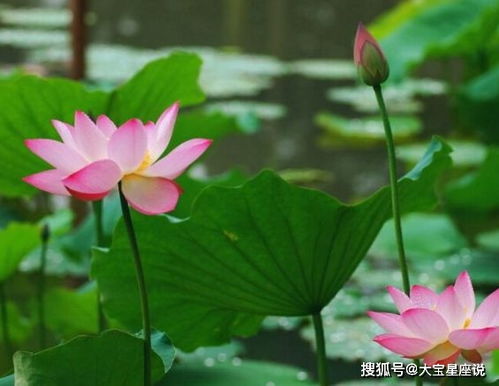 荷花缸养秘籍，轻松养出美丽荷花