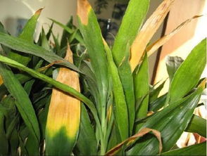 兰花虫害速除法，花朵虫害一招解决！