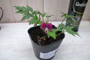 四、紫罗兰的种植步骤