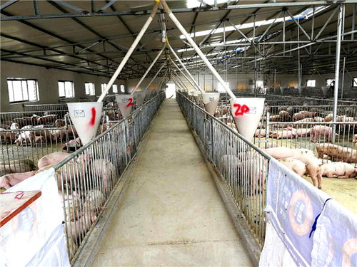 科学处理养猪排泄物，变废为宝