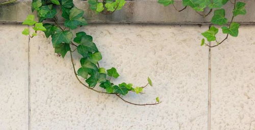 藤本还是灌木？揭秘詹森花之谜！